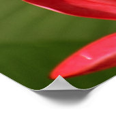 Poster Photo de fleurs de la Plumeria avec la citation de (Coin)