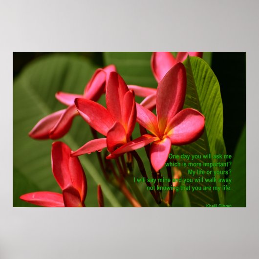 Poster Photo de fleurs de la Plumeria avec la citation de (Devant)