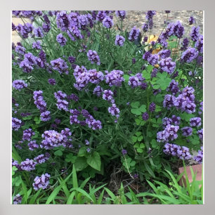 Poster Photo de fleurs de lavande