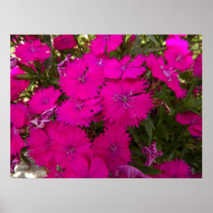 Poster Photo de Fleurs roses brillantes
