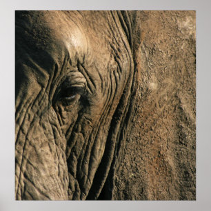 Poster Photo de fond de l'oeil d'un éléphant africain