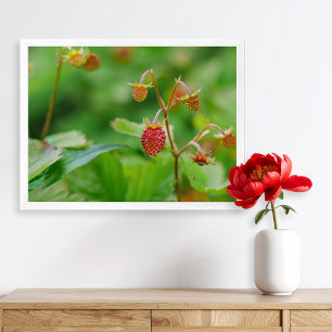 Poster Photo de fraises des bois rouges encore en croissa