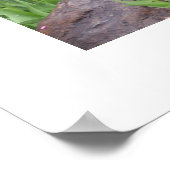 Poster photo de Garden Tulips (Coin)