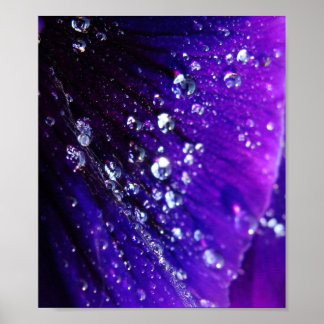 Poster Photo de gouttes d'eau sur fleur violette