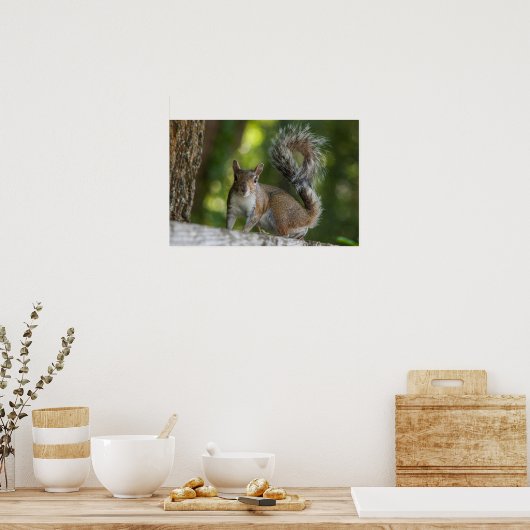 Poster Photo de Grey Squirrel (Cuisine)