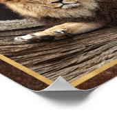 Poster Photo de gros chat lion (Coin)