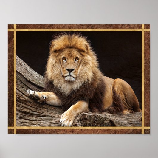 Poster Photo de gros chat lion (Devant)