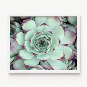 Poster Photo de gros plan de succulente vert pâle et viol