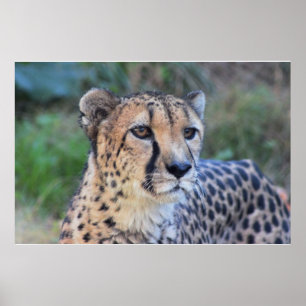Poster Photo de guépard