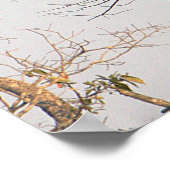 Poster photo de Hawk à épaulettes (Coin)