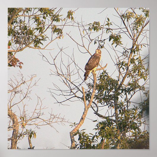 Poster photo de Hawk à épaulettes (Devant)