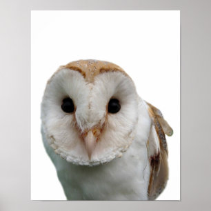 Poster Photo de hibou animal sauvage peekaboo chambre d'e