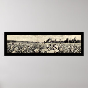 Poster Photo de la culture de coton Billion de dollars 19