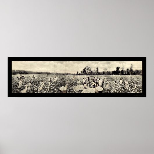 Poster Photo de la culture de coton Billion de dollars 19 (Devant)