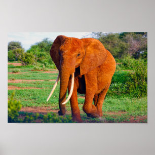 Poster Photo de la faune africaine des éléphants