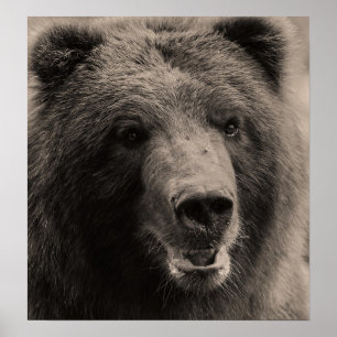 Poster Photo de la faune de l'ours grizzli Brown