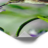Poster Photo de la faune rose de colibri (Coin)