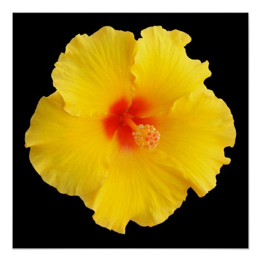 Poster Photo de la fleur d'Hibiscus jaune (Devant)