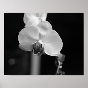 Poster Photo de la Fleur d'orchidée noire et blanche