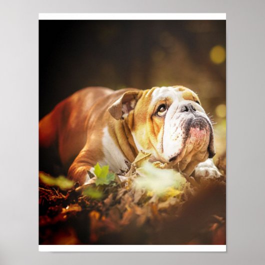Poster Photo de la forêt de Bulldog en anglais (Devant)