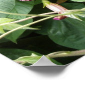 Poster Photo de la gloire du matin (Coin)