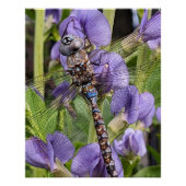 Poster Photo de la libellule Darner aux yeux bleus (Devant)