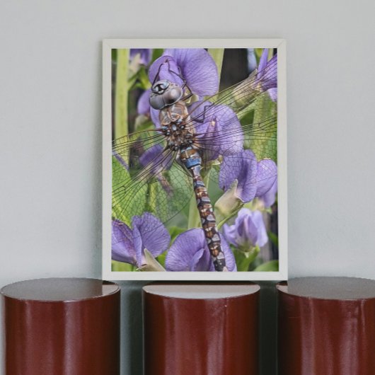 Poster Photo de la libellule Darner aux yeux bleus