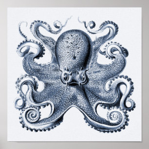 Poster Photo de la marine Blue Octopus par Ernst Haeckel