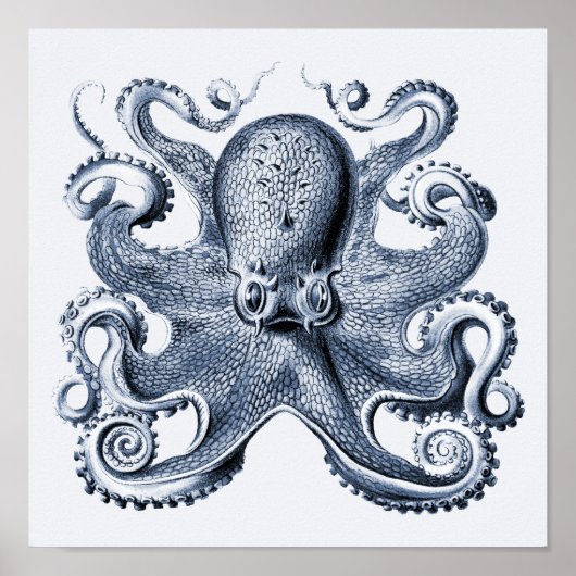 Poster Photo de la marine Blue Octopus par Ernst Haeckel (Devant)