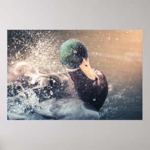 Poster Photo de la nature de canard