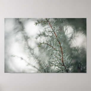 Poster Photo de la nature de Juniper