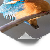Poster Photo de la nature de Kingfisher (Coin)