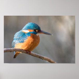 Poster Photo de la nature de Kingfisher