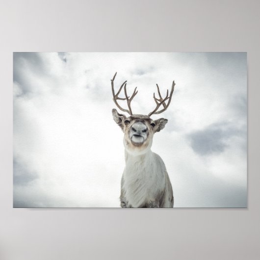 Poster Photo de la nature des rennes (Devant)