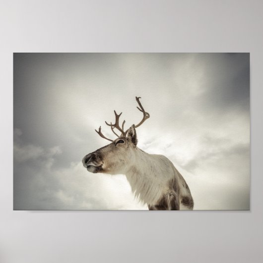 Poster Photo de la nature des rennes (Devant)