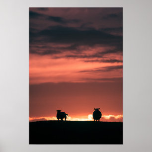 Poster Photo de la nature du coucher du soleil de mouton