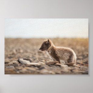 Poster Photo de la nature du renard arctique