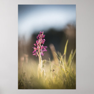 Poster Photo de la nature sauvage de l'orchidée