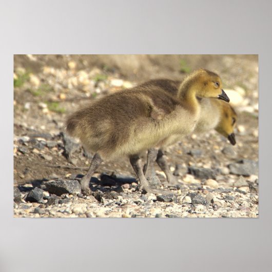 Poster photo de la petite oie (Devant)