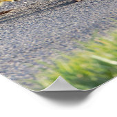 Poster photo de la petite oie (Coin)