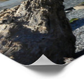 Poster Photo de la plage de Dritwood Coast Nature (Coin)
