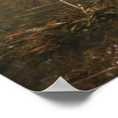 Poster photo de la tortue (Coin)