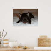 Poster photo de l'affiche chihuahua chiot marron endormi (Cuisine)