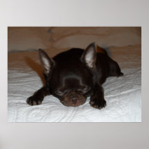 photo de l'affiche chihuahua chiot marron endormi