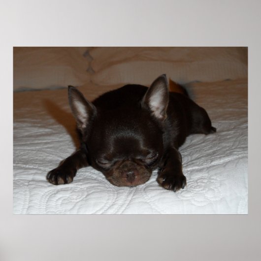 Poster photo de l'affiche chihuahua chiot marron endormi (Devant)