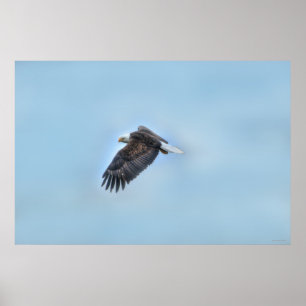 Poster photo de l'aigle à tête blanche et des nuag