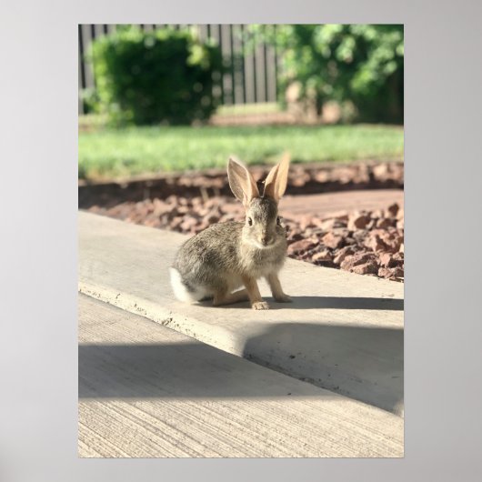 Poster photo de lapin de Pâques printemps (Devant)