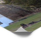 Poster photo de l'arbre à feuillage persistant (Coin)