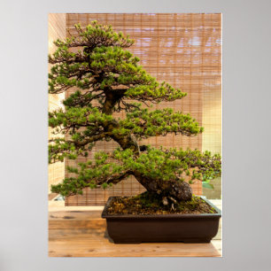 Poster Photo de l'arbre Bonsai de pin blanc japonais