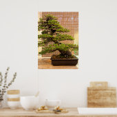Poster Photo de l'arbre Bonsai de pin blanc japonais (Cuisine)